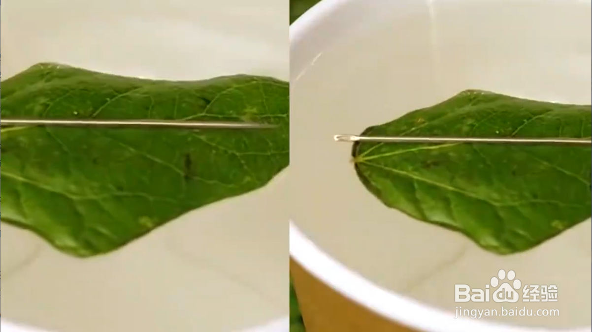 怎样学会野外生存小技巧