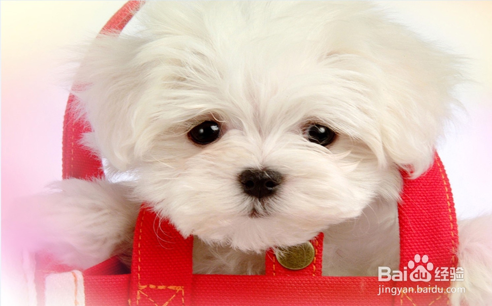 如何使用PS制作一张可爱的桌面宽屏壁纸？