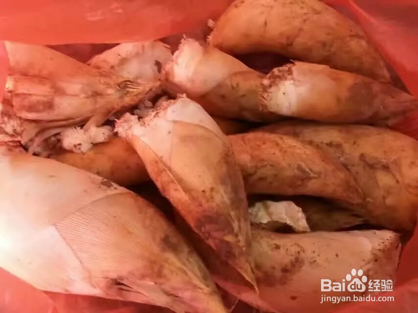 冬笋怎样才能挖到？挖竹笋的技巧