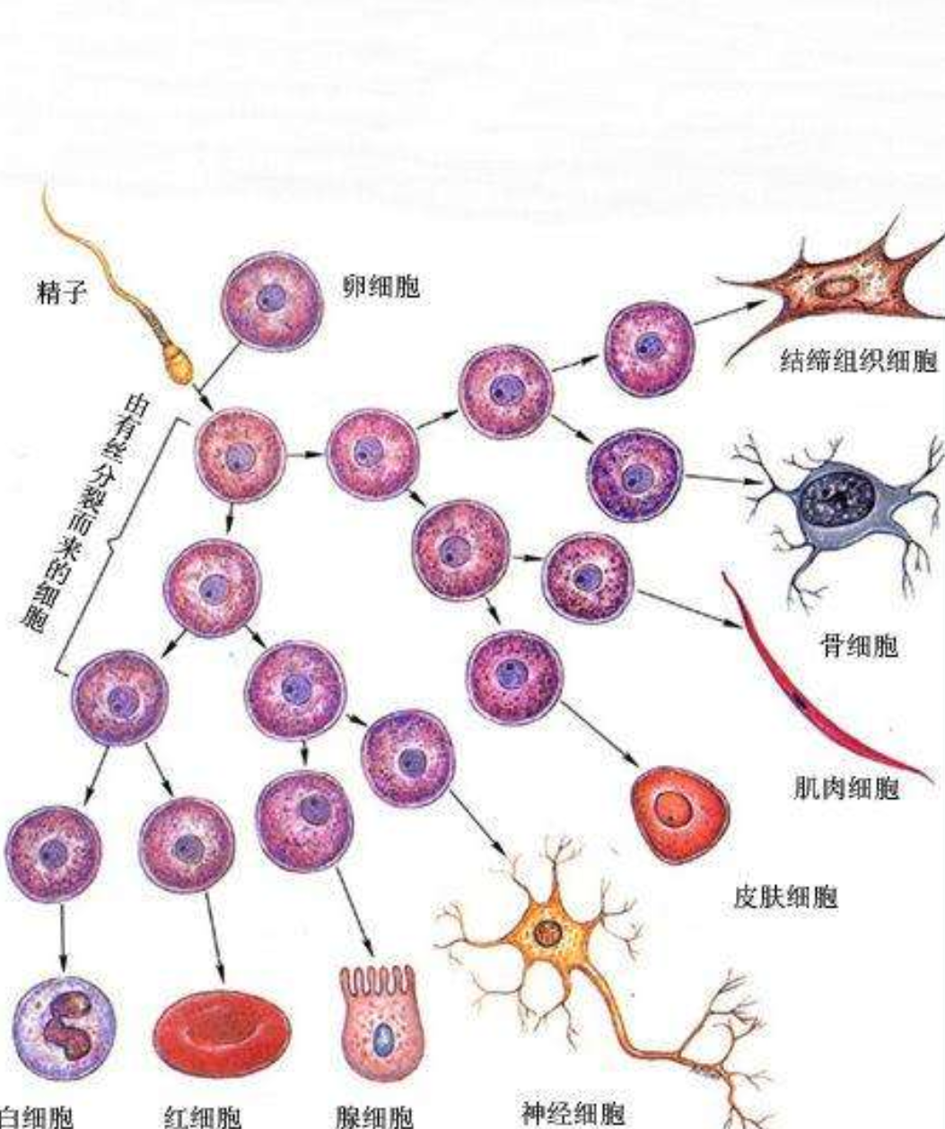 怎么判断细胞是否高度分化，高度分化的细胞有什么