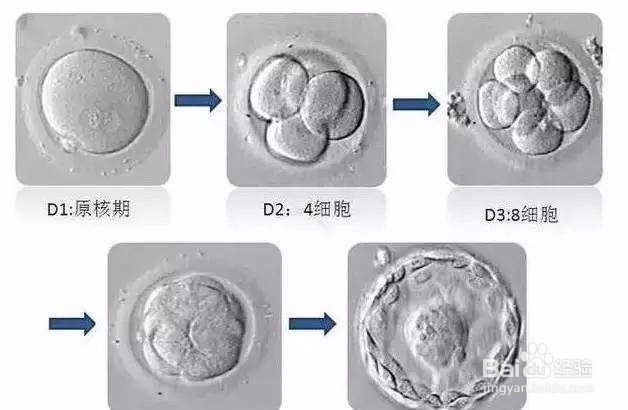 囊胚级别划分，什么级别的囊胚成功率最高？（囊胚什么级别的好）