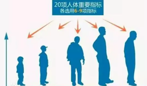 为什么170是人类完美身高