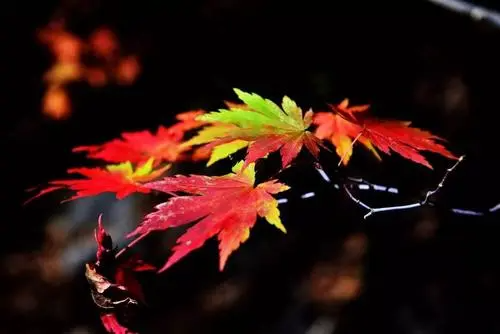 10种代表秋天的事物有哪些
