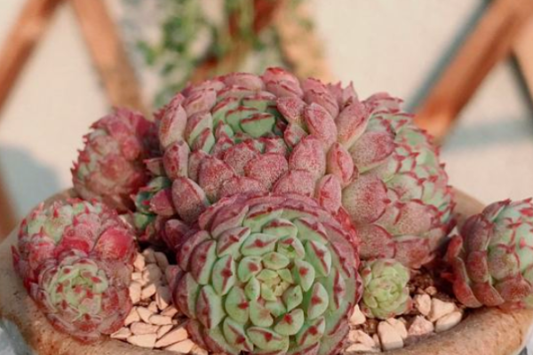 多肉度夏必死名单