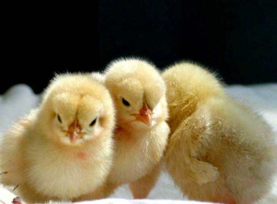 小鸡出壳后多长时间能喝水