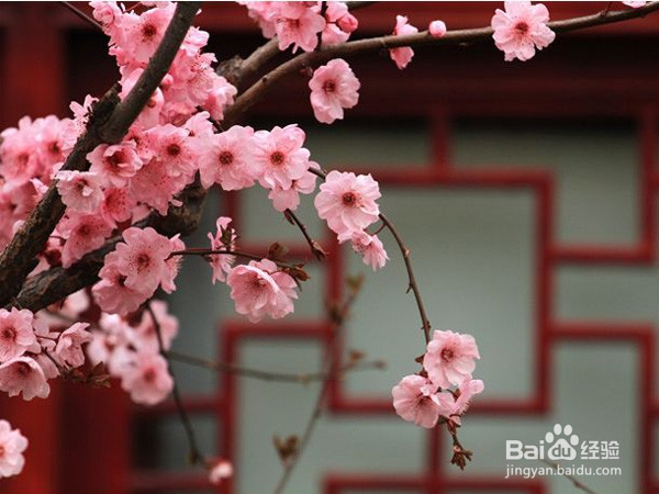 郑州有哪些地方可以赏樱花的？旅游踏青