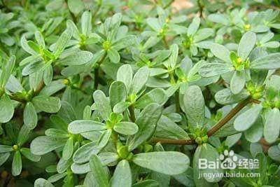 今年春天，不能再错过这些野菜