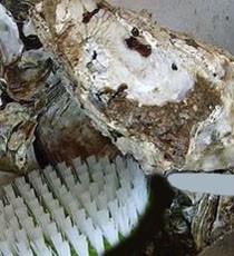 海鲜处理有妙招之四（生蚝）