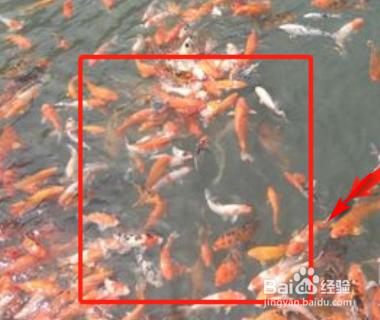 游览明月山最佳方案？