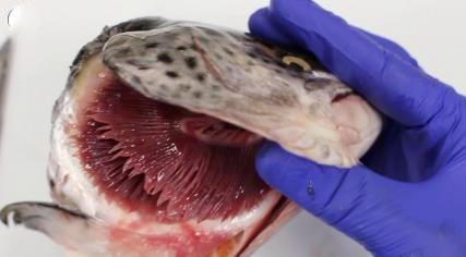 鱼儿是怎样呼吸的