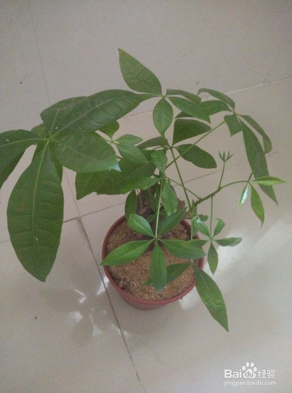 发财树养殖护理方法