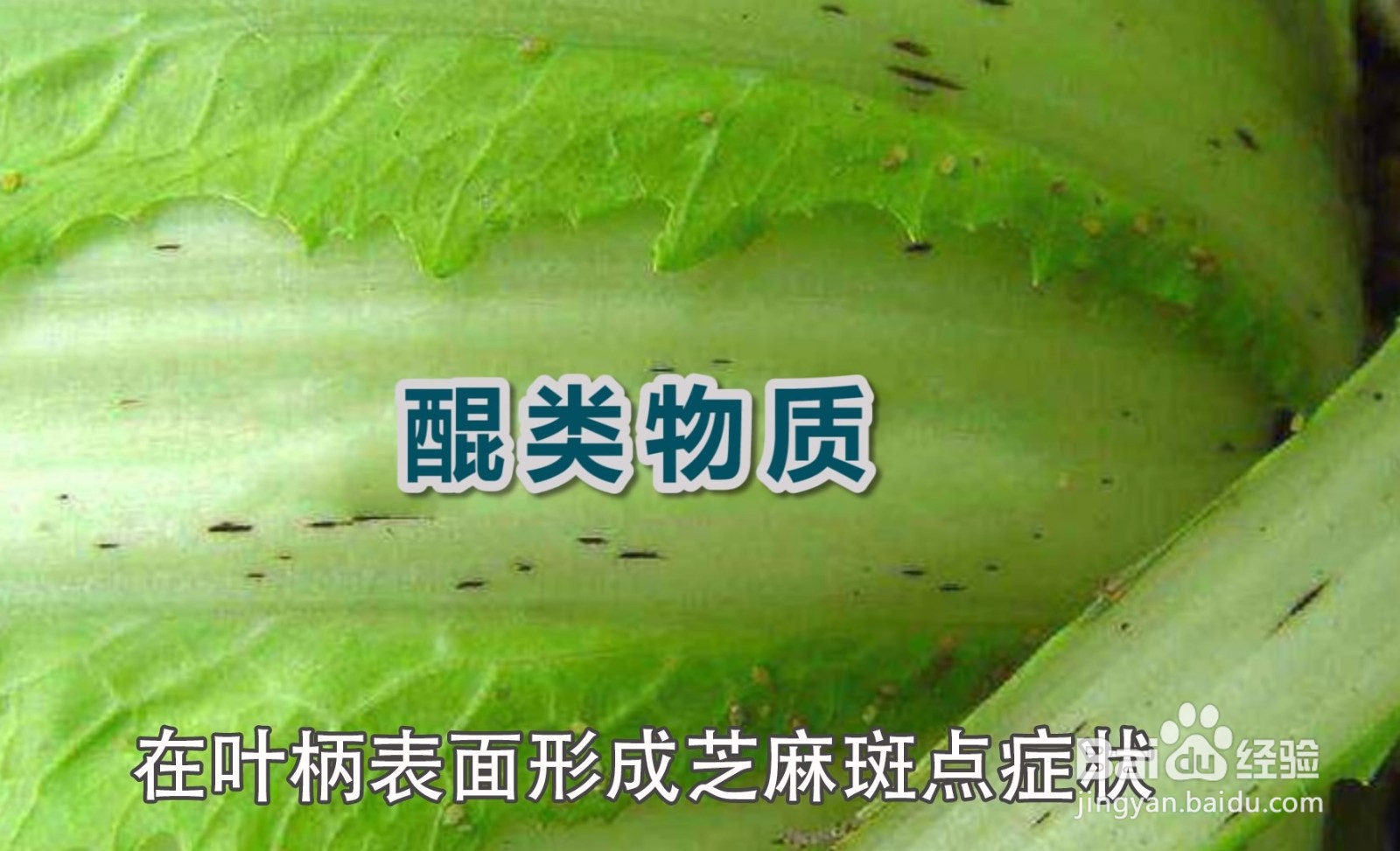 大白菜上有“黑点”还能吃吗?