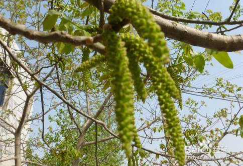 毛毛虫野菜的功效