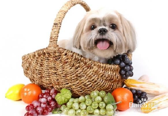 狗狗能吃梨吗