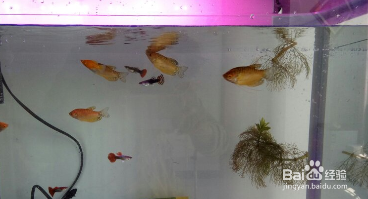 怎样才能使鱼缸里的水一直清