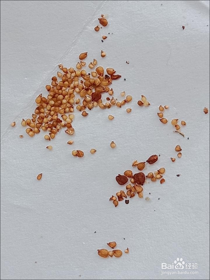 多肉种子怎么种才能发芽