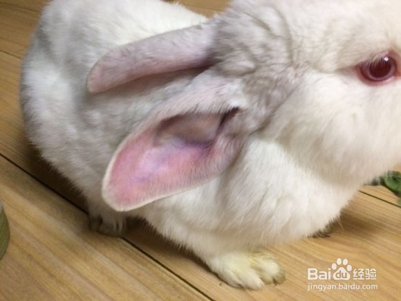 兔子耳朵长包怎么办