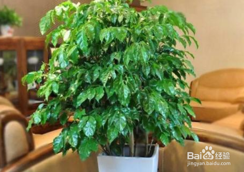 八方来财树怎么扦插