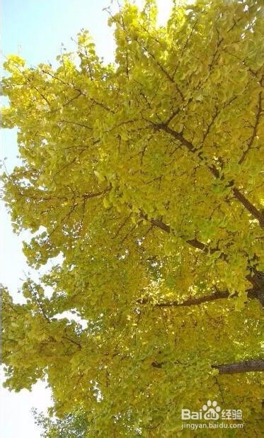 用手机怎样拍出好看的银杏树照片