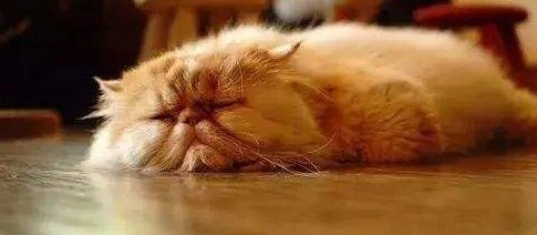 猫咪胃口不好怎么办?