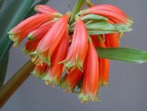 君子兰果实成熟期怎样管理