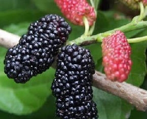 何首乌如何治疗白发