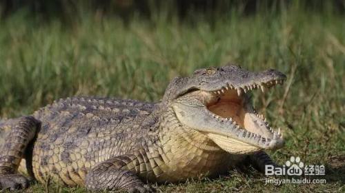 鳄鱼和鳄鸟是怎么合作的