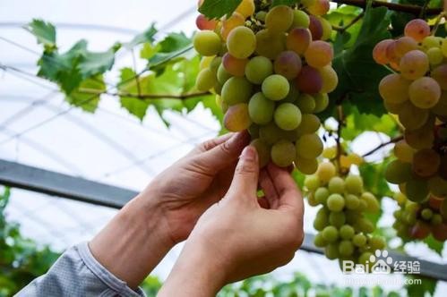葡萄涩口怎么处理