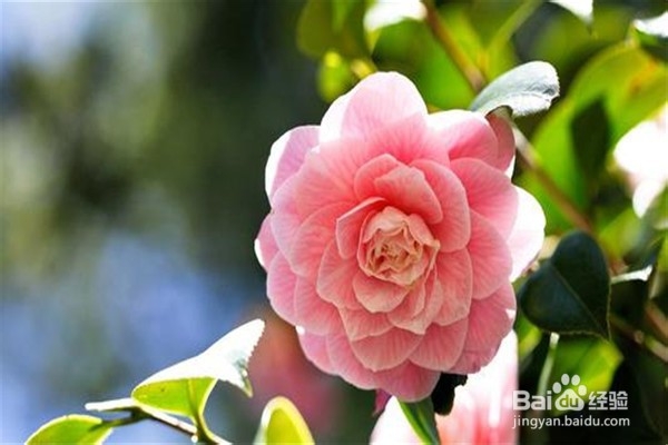 山茶花的养殖方法和注意事项都有什么?