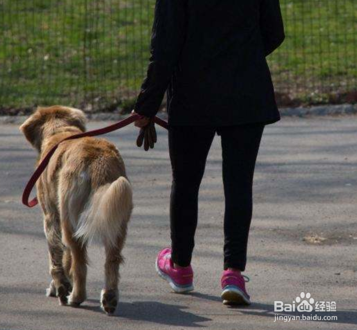 养狗注意事项