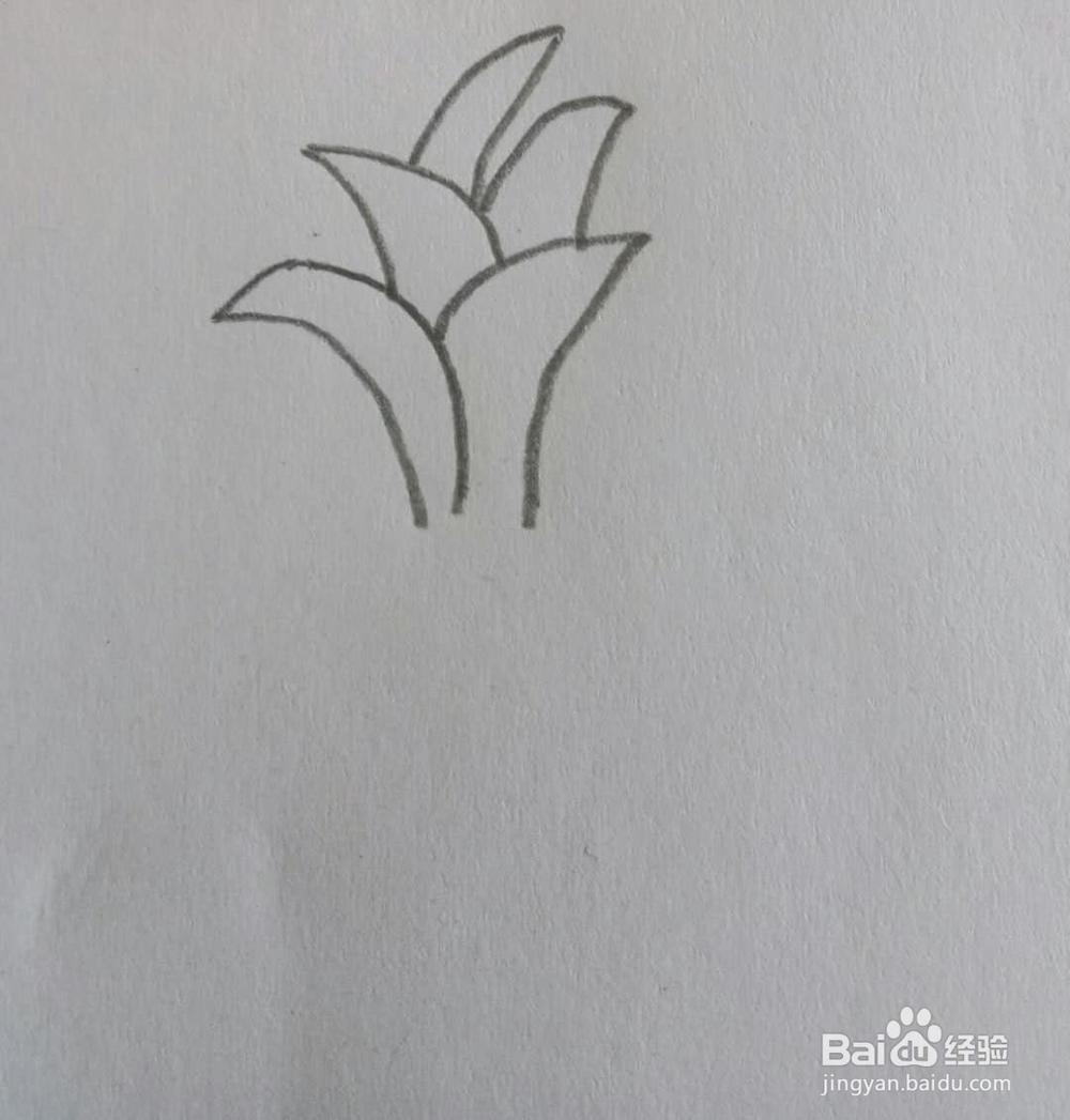 教你画简笔画小草画法10