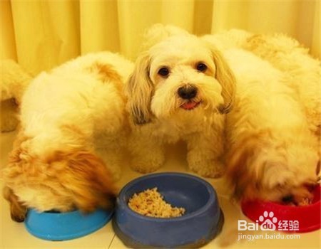 狗护食咬主人怎么办