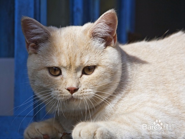 小猫一直叫的原因及解决办法