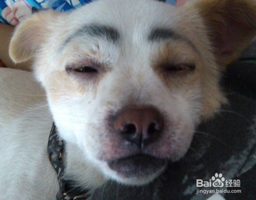 怎么养中华田园犬