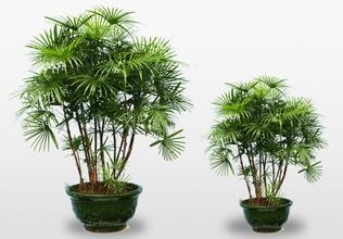 18种常见室内植物的功效
