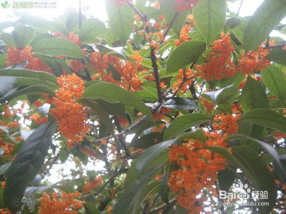 四季桂花树不开花的原因解析