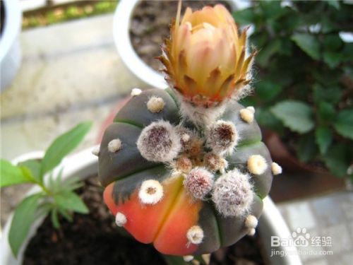 琉璃兜要如何养护 百度经验