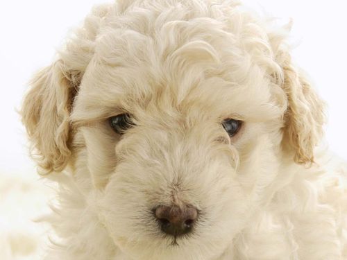 贵宾吃蔬菜的必要性