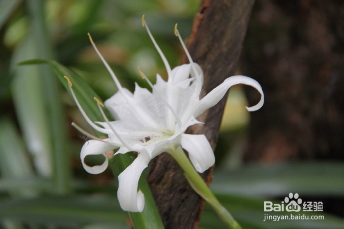 海水仙的功效与作用