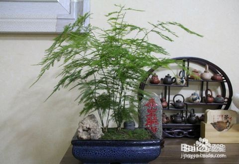 文竹养殖十大注意事项,