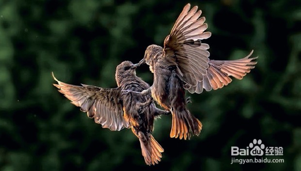 相机拍摄飞鸟技巧