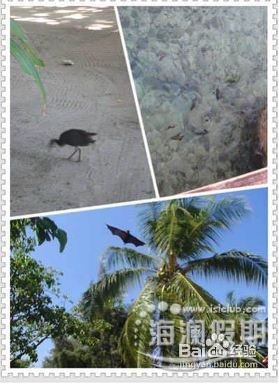 甜蜜的马尔代夫月桂岛、椰子双岛游记
