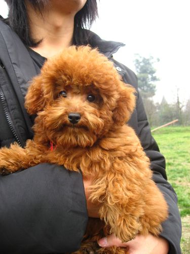 贵宾幼犬选购与饲养的三大误区