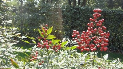 红豆祛湿气补血，冬天进补来年精气神好