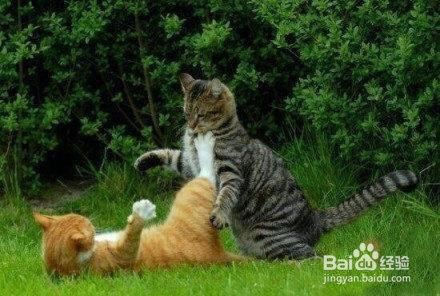 两只猫爱打架怎么办