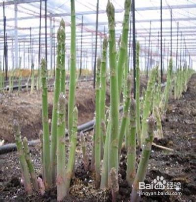 芦笋怎么种植？