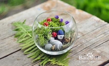 DIY迷你苔藓盆景 常绿小世界