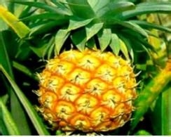 吃水果的最佳时间