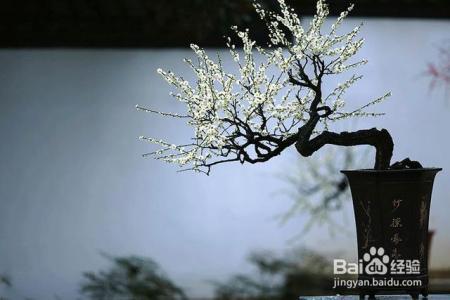 凛冬已至,闲以养花,最怡趣养心