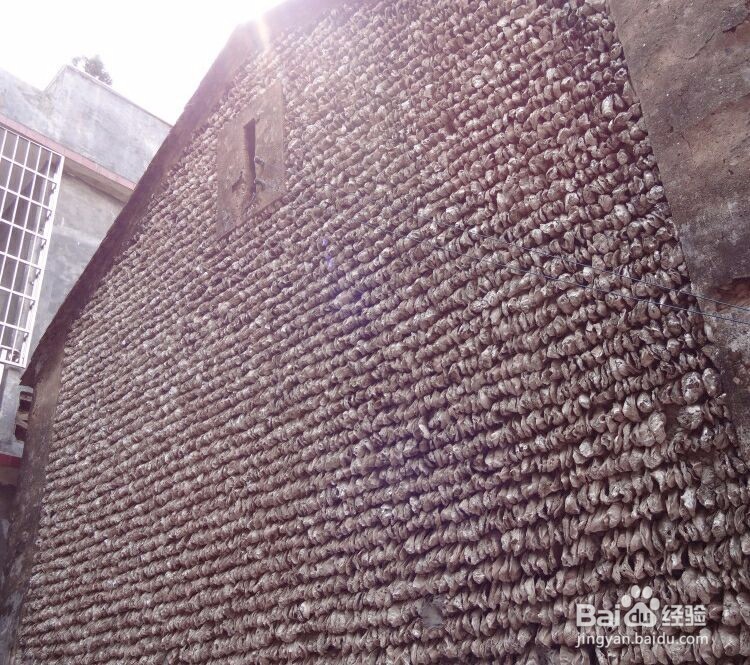 如何玩转广州岭南水乡古村寨-----小洲村